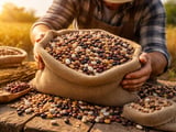 Bean Markets Steady But Weather-Stressed in Brazil and UK