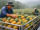 Dried Pineapple Drifts Lower as Monsoon Rains Hit Thai, Vietnamese Crops