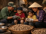 Nigeria’s High Raw Nut Prices Reshuffle Global Cashew Trade Flows