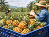 Dried Pineapple Steady to Firm as Thai Supply Improves and EU Demand Holds