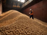 Indian Kabuli Chickpeas Tighten as Short Crop Meets Firm Export Demand