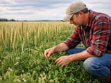 Canadian Lentils Ease Lower as Weather Stays Favourable and Acreage Shrinks