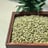 Coffee beans — robusta, green bean wet polished (scr13)