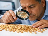 Wheat Market Calms After Rally as Indian Demand Turns Cautious