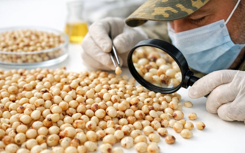 Ukrainischer Sorghum nach Juni‑Korrektur stabil, Export­risiken bleiben hoch