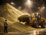 Moong Beans Steady Under Arrival Pressure, MSP Support May Trigger Recovery