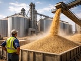 Oats cool off after September rally as cash markets stay steady