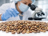 Guar Seed Surprises: Rajasthan Acreage Surge vs. Firm Near‑Term Prices