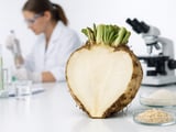 Central Europe Sugar Beet: Stable Weather, Softer Sugar Prices