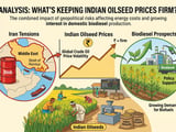 Iran Tensions and Biodiesel Prospects Keep Indian Oilseeds Firm