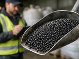 Ukrainian Rapeseed: Strong Exports Now, Tighter Balance Ahead