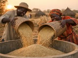 Tight Indian Bajra Supplies Support Millet Prices as New Crop Nears