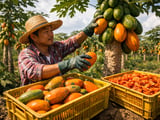 Stable but Weather‑Sensitive: Dried Papaya Prices Hold Firm in TH & VN