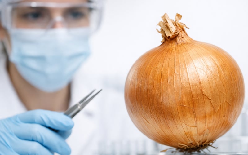 Heat-Stressed German Onions Tighten Regional Supply as Demand Stays Firm