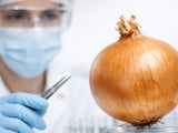 Heat-Stressed German Onions Tighten Regional Supply as Demand Stays Firm