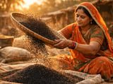 Nigella Seed Prices Ease in India and Egypt Amid Hot, Stable Weather