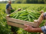 India’s Tur Import Wave Shapes a Softer but Fragile Pea Market