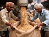 Chickpeas: Indian Chana Softens on Weak Mill Buying, Weather Risks Loom