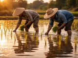 Rice futures ease while Asian FOB prices drift sideways under El Niño risk