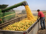 Indian Maize Steady-to-Firm as Feed Demand Offsets Limited Selling