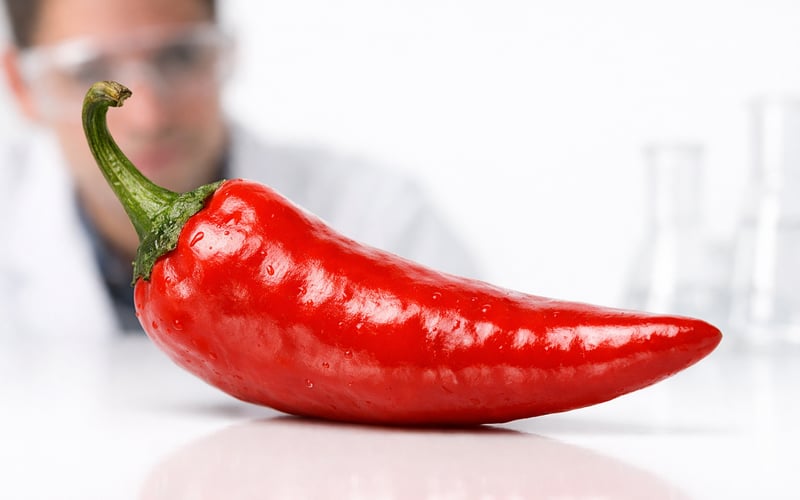 Indian Red Chilli Market Holds Firm on Tight Supply and Lower Crop