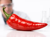 Indian Red Chilli Market Holds Firm on Tight Supply and Lower Crop