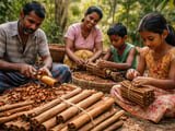 Vietnam Cassia Cinnamon Firms as Weather Stays Supportive in Key Highlands