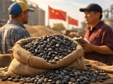 Sunflower Markets: Ukraine Softens, China Holds Firm Amid Mixed Crush Margins