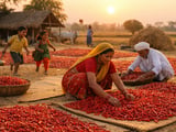 Tight Stocks and Weather Risks Keep Indian Red Chilli Prices Firm