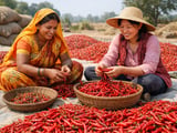 Quality scare in India–China chilli trade nudges prices and risk premiums higher