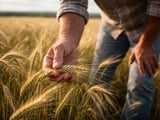 Barley under Wheat’s Shadow: Black Sea Risks vs. Soft Demand