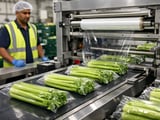 Indian Celery Seed Prices Edge Lower Amid Uneven Monsoon Risks