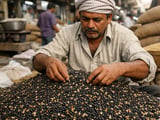 Black Gram Under Pressure Despite Peak Demand: Mills Stay on the Sidelines