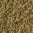 Coriander seeds