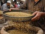 استقرار الكزبرة الهندية بعد تراجع العقود الآجلة، والرياح الموسمية تبقي الإمدادات مريحة