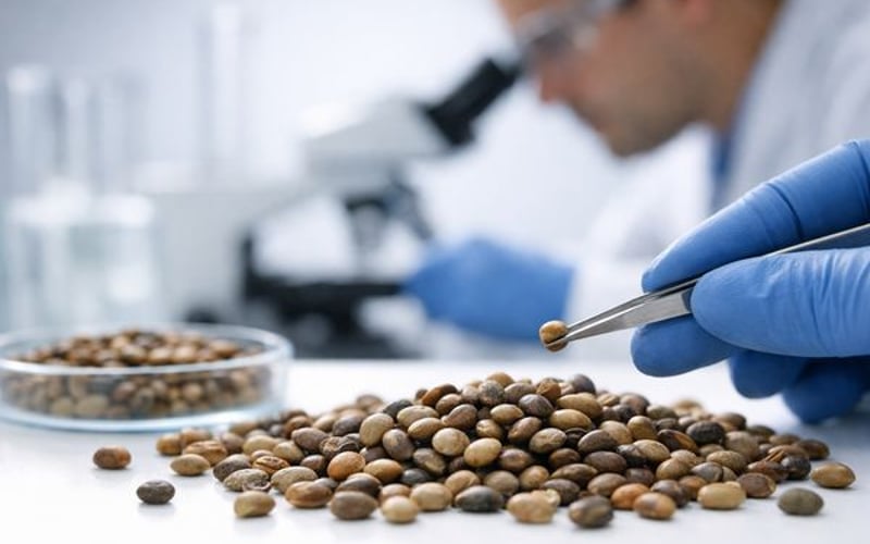 Guar Seed Slides as Crude Corrects, While Feed By‑Product Tightens