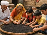 Indian Nigella Seeds Ease Lower as Monsoon Progress Adds Caution