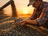 Sunflower Market Holds Firm as Heat Builds in Black Sea Region