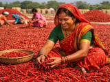 Indian Chilli FOB Prices Edge Higher as Guntur Mandi Holds Firm