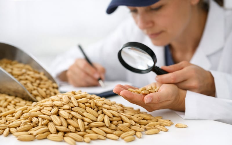 Oat Futures Stabilise After Steep Slide While EU Cash Market Holds Flat