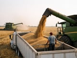 Wheat edges softer in Delhi while Black Sea and MATIF futures firm