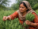 Indian Organic Rosemary FOB Delhi Steady as Monsoon Arrives