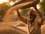 Ajwain Market Holds Firm on Tight Arrivals and Winter Demand Outlook