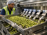 Cardamom Market Holds Firm as Growers Limit Arrivals Despite Soft Demand