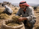 Cumin Market Steady but USMCA Shock Adds New Trade Risk Layer