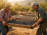 Chilean Prunes Ease from Recent Highs as Buyers Gain Leverage