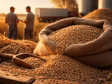German Feed Rye Firms While Ukrainian FOB Odesa Edges Higher