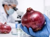 Chinese Onion Prices Surge as Tight Supply Meets Cheaper Indian Competition