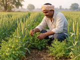 Indian Tur (Arhar) Weakens but Festive Demand and Monsoon Risks Support Global Lentil Complex