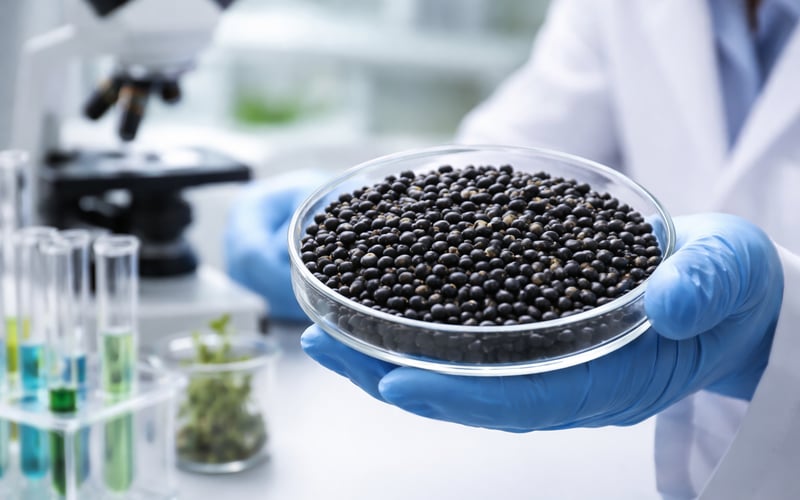 Black Gram Market Firms on Mill Buying as Imports Poised to Rise